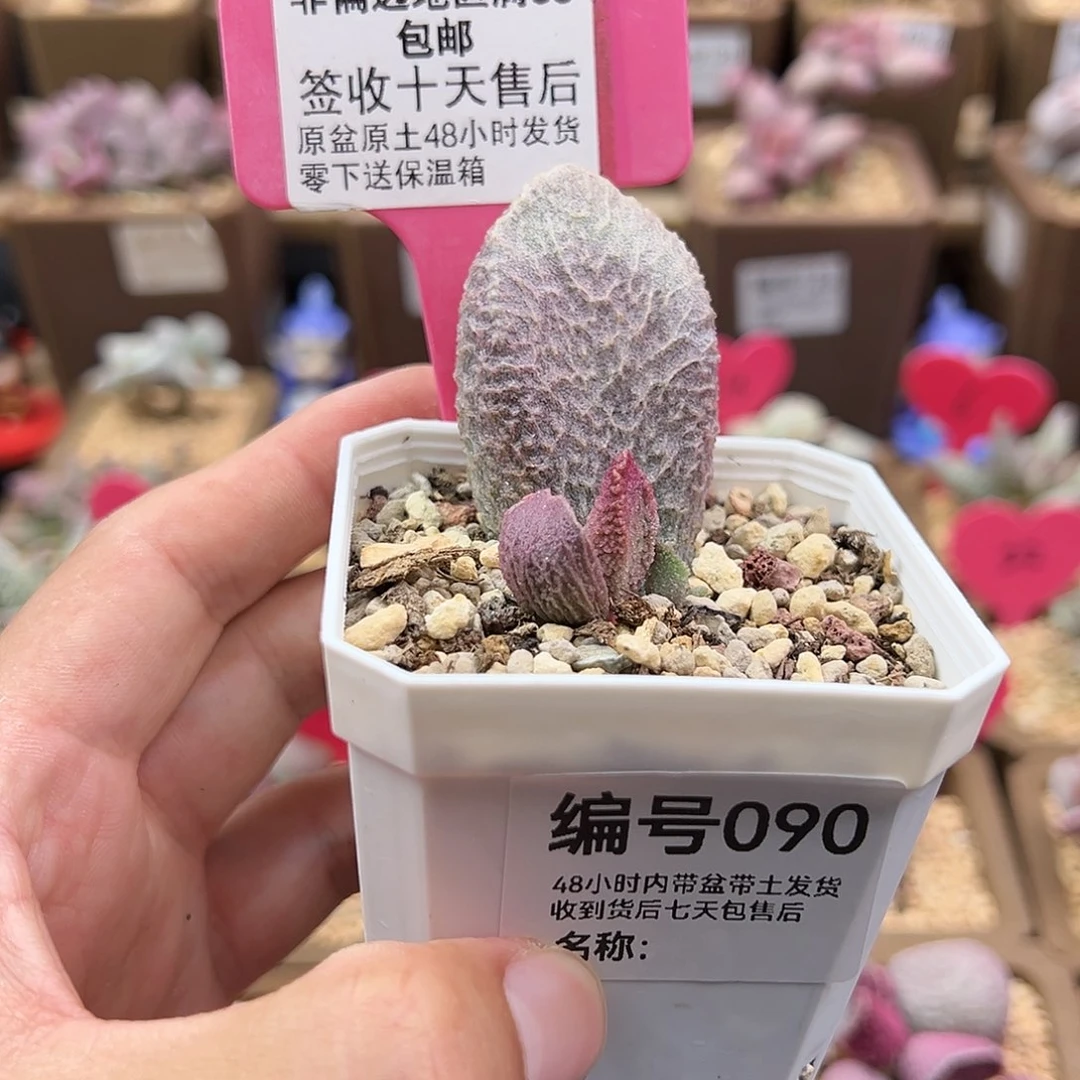 ?***?090哈默猪肝多肉植物