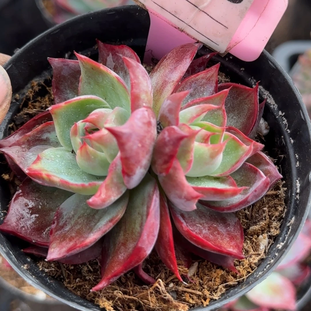 惊鸿一物一拍包装收缩花旱945