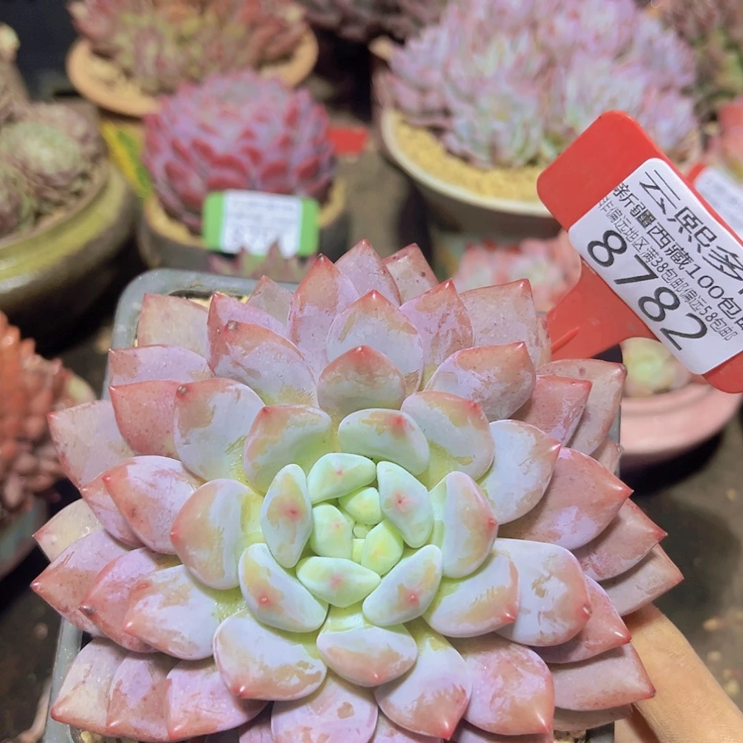 8782糖果美人多肉植物