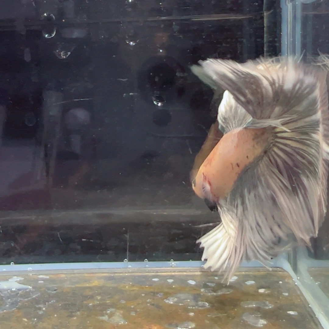 斗鱼浅色特殊尾hhhh