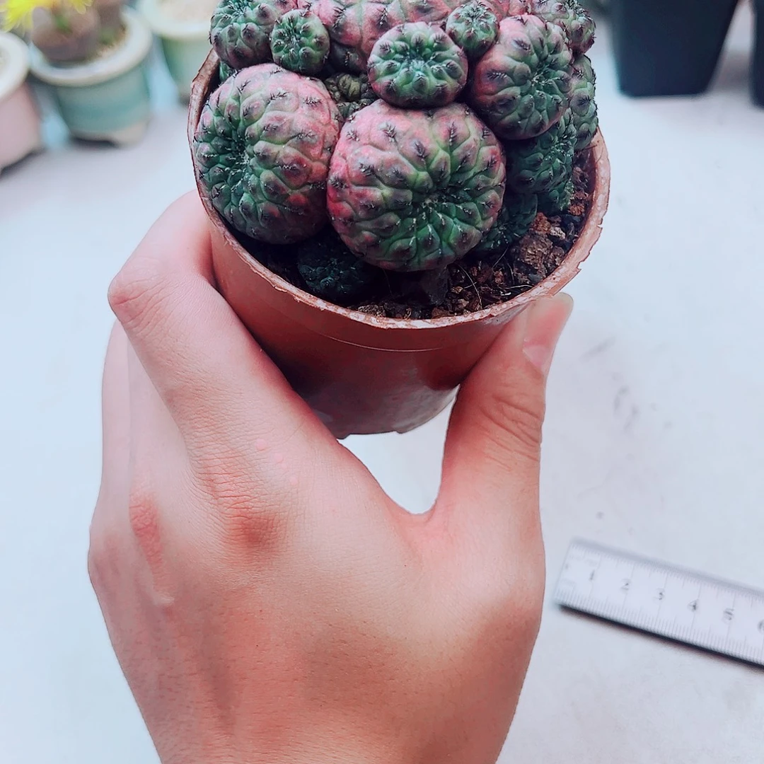 稀有紫利丸多肉植物