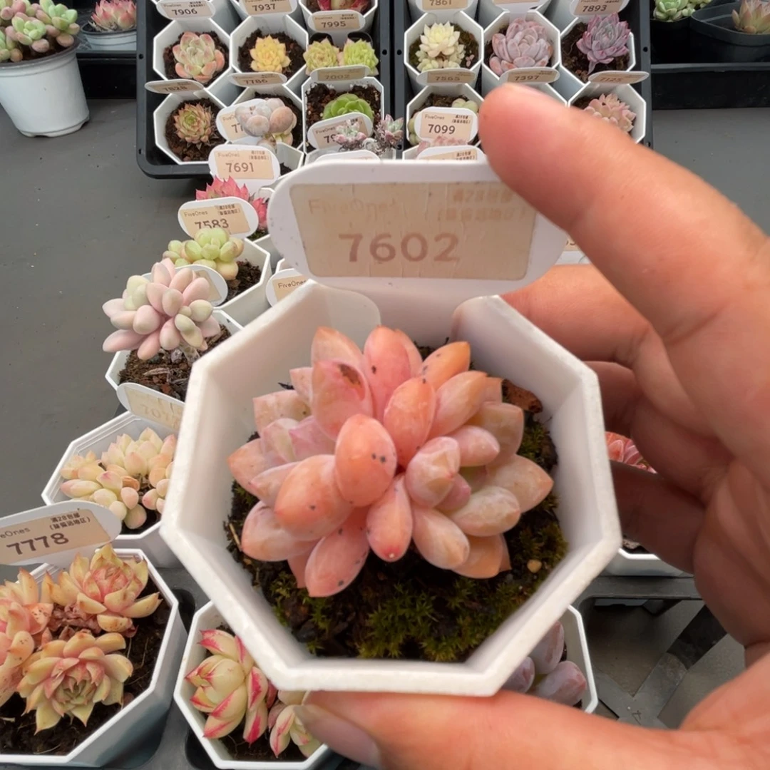 7602 op冰玉5.0厘米