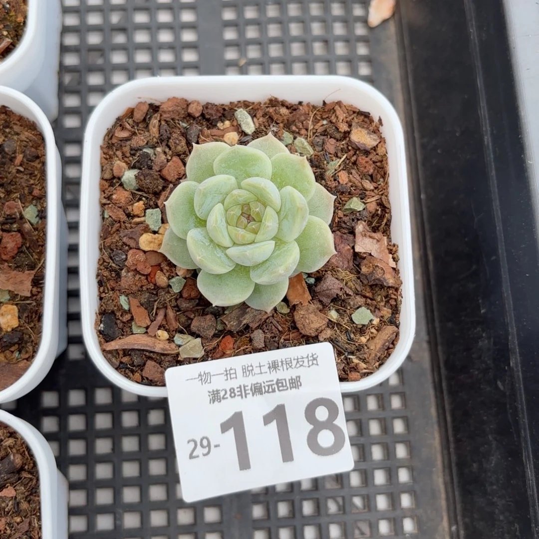 不知名糖心单头多肉多肉