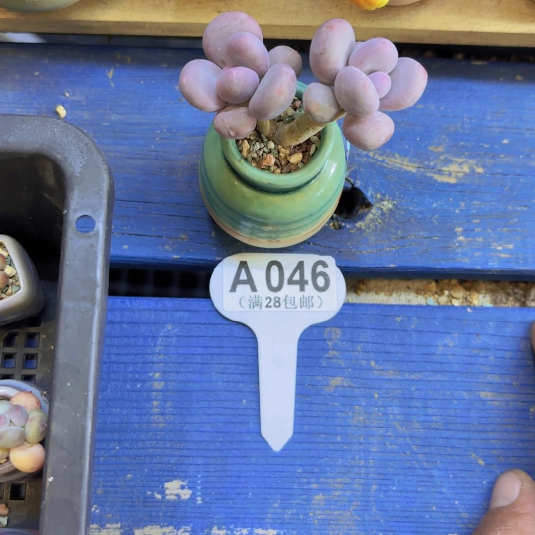 A046彩虹奶一物一拍