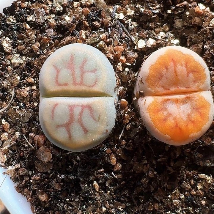 生石花233:：。    222