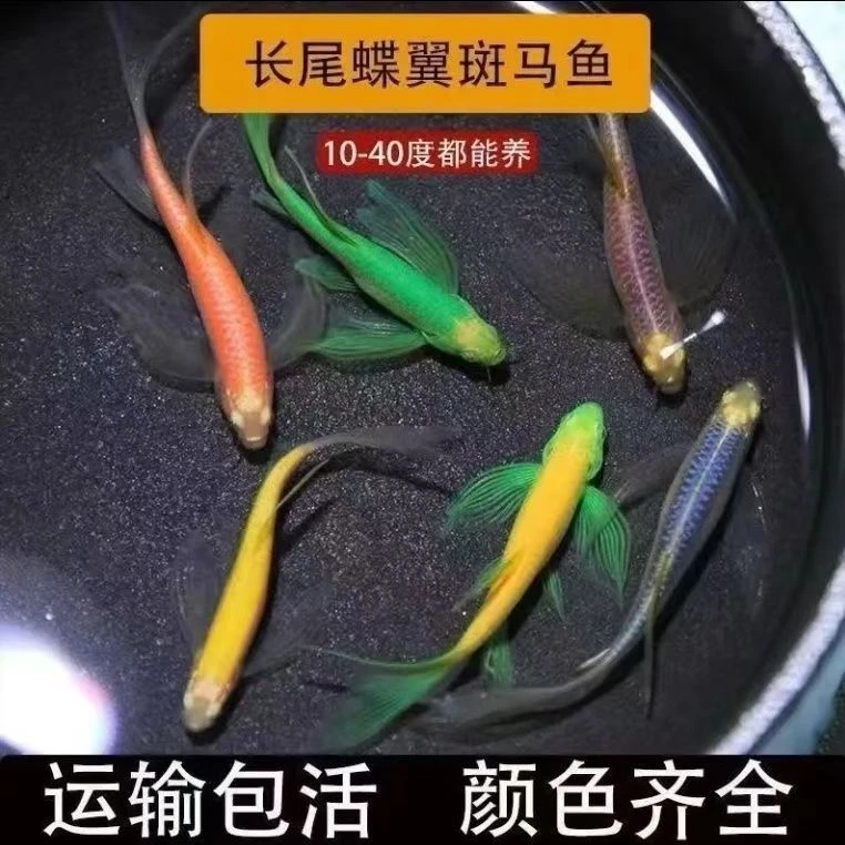 【包损包活】蝶翼斑马鱼长尾翡翠绿观赏热带荧光绿小型鱼新手易养