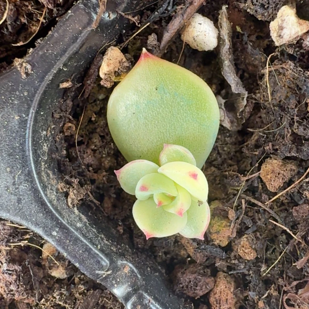 月亮看石锦白腹轮锦