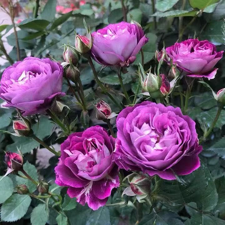 （不包售后）合唱团月季花大花浓香紫色丰花多头四季开花