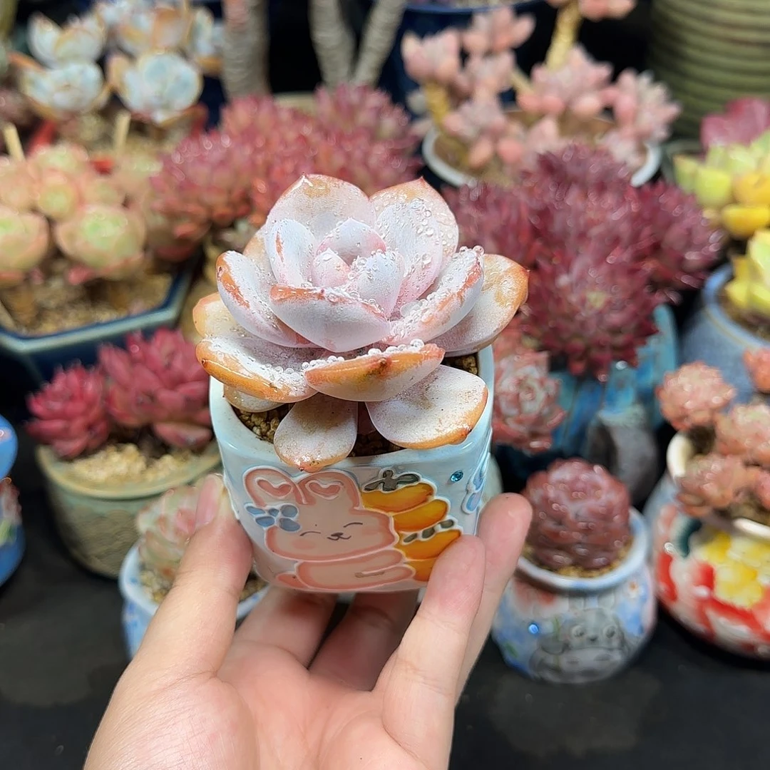 奶茶8cm左右带盆土