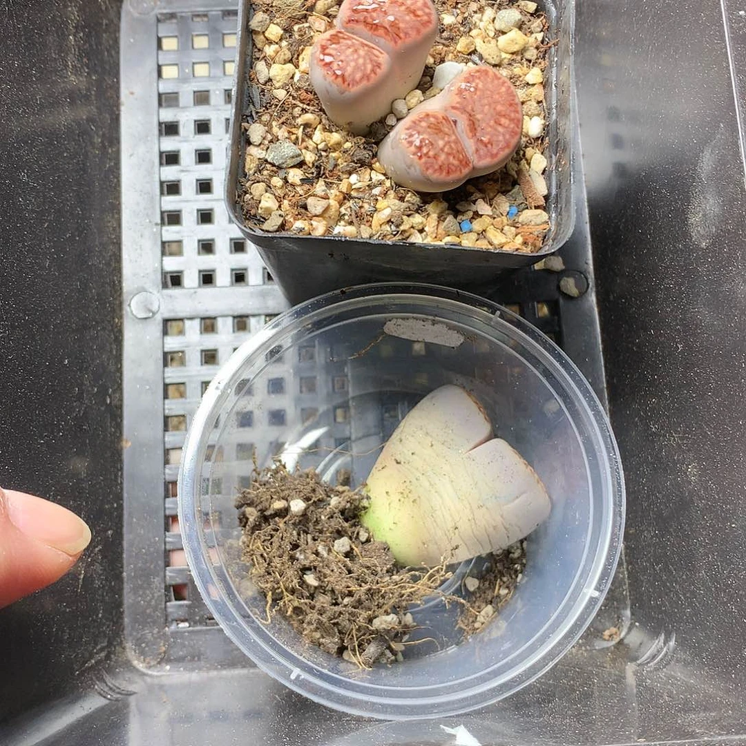 ?***琴D14多肉植物保护研究所