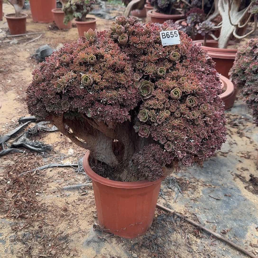 小***艾655火玫瑰有伤一颗呀呀