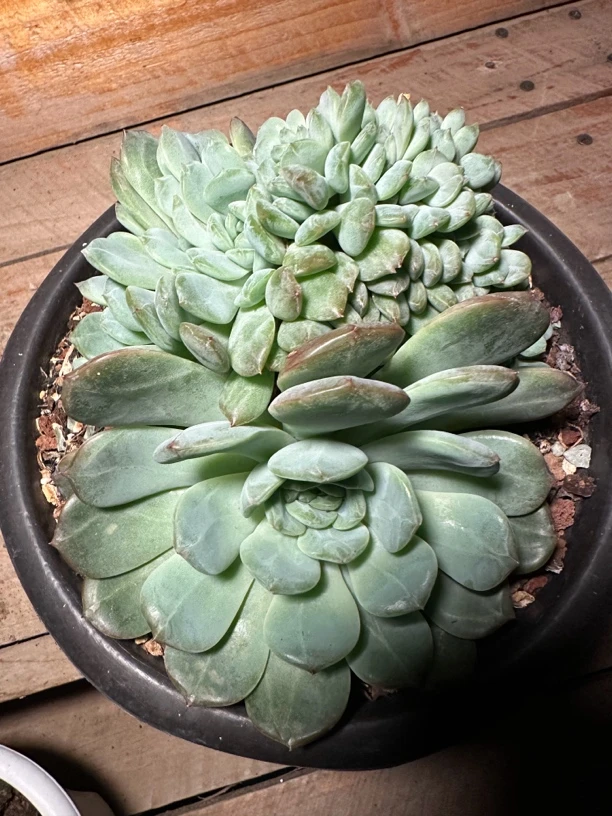 程成多肉植物琥珀冰魄