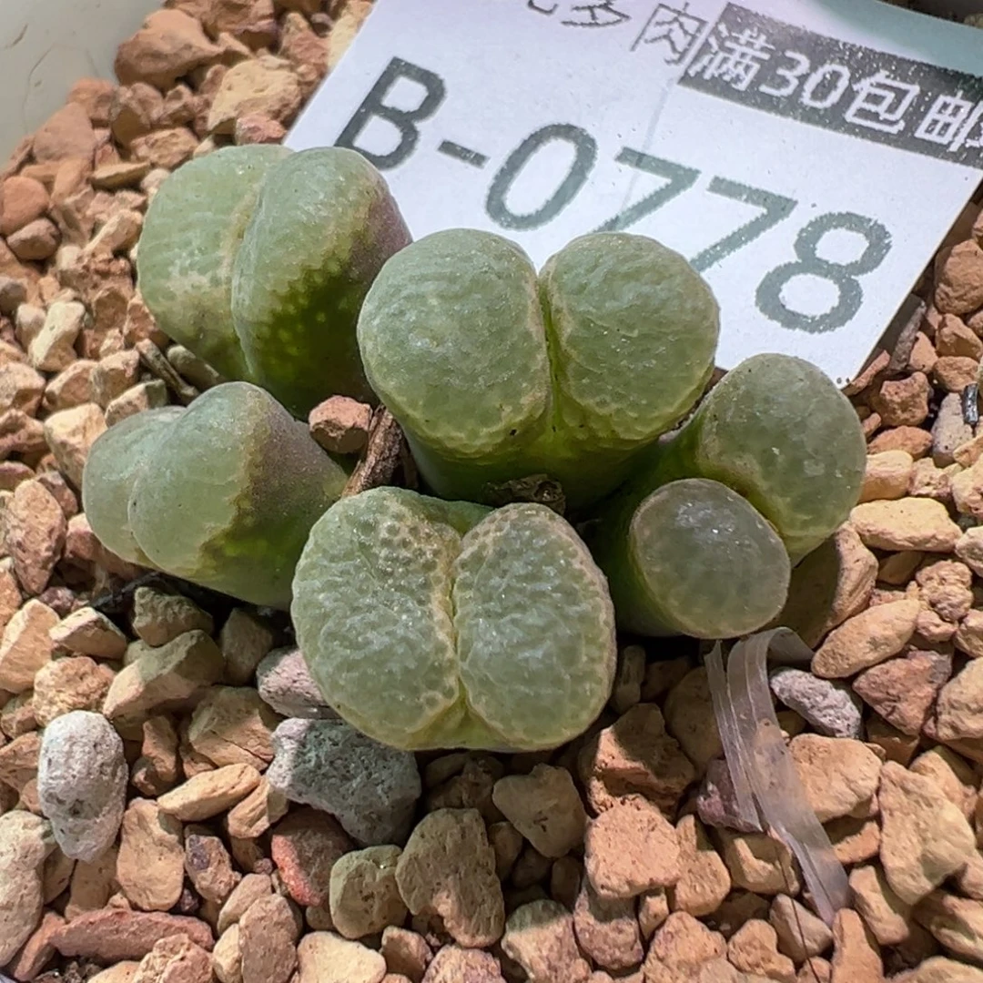 多肉植物1111111111111