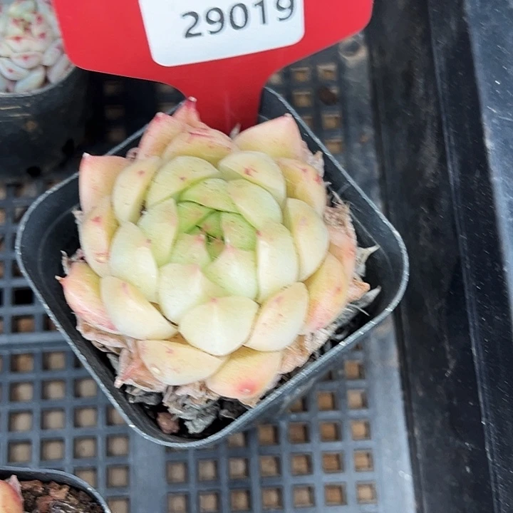 兰***儿糖心。    29019号。