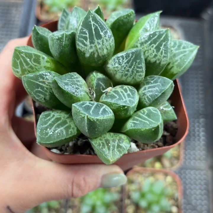 多头唐草多肉植物7