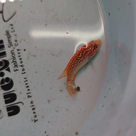 罗汉鱼三楼鱼！！！！！！