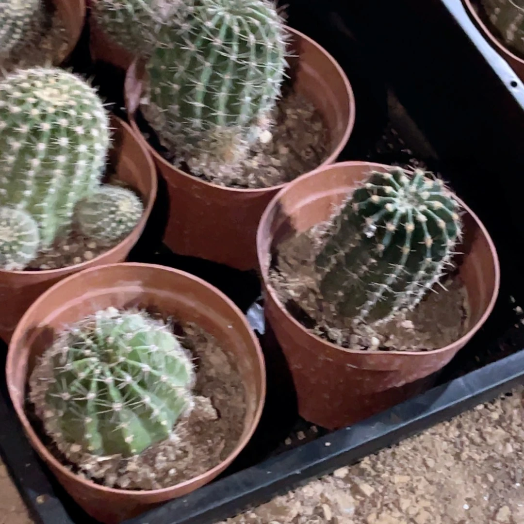 宁***4彩 草6个品 脱土发货