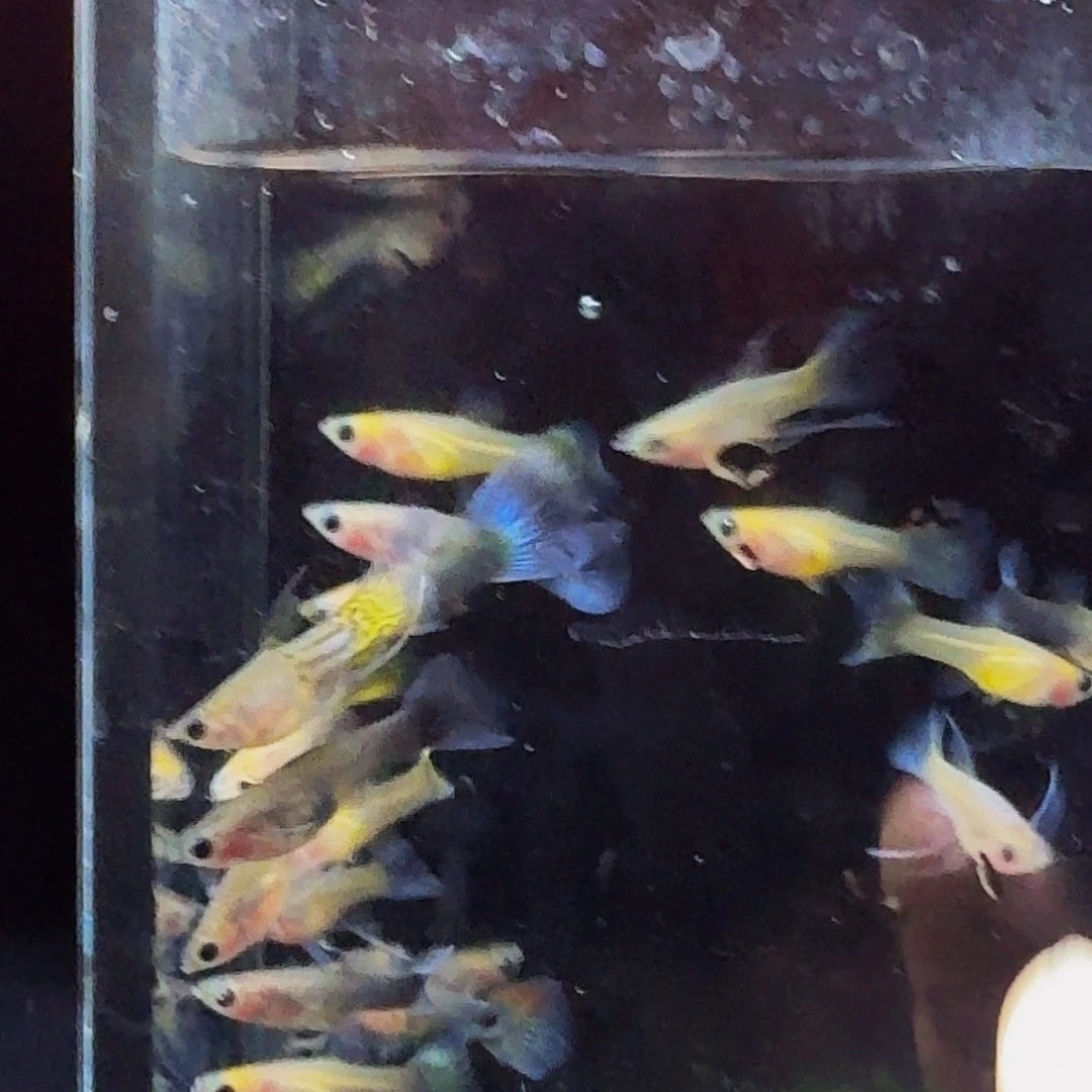 孔雀鱼小蜜蜂大c2对4条