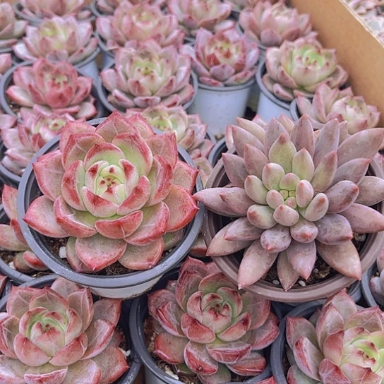 大夜魔侠➕大红蜻蜓➕1土