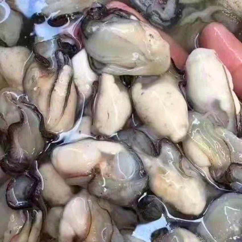 广东内包邮1斤 汫洲新鲜牡蛎生蚝鲜活生蚝牡蛎生蚝肉