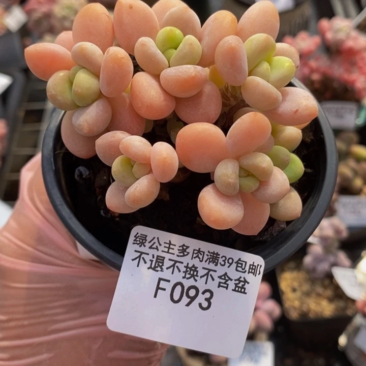 橘子香水洛神7cm093多肉