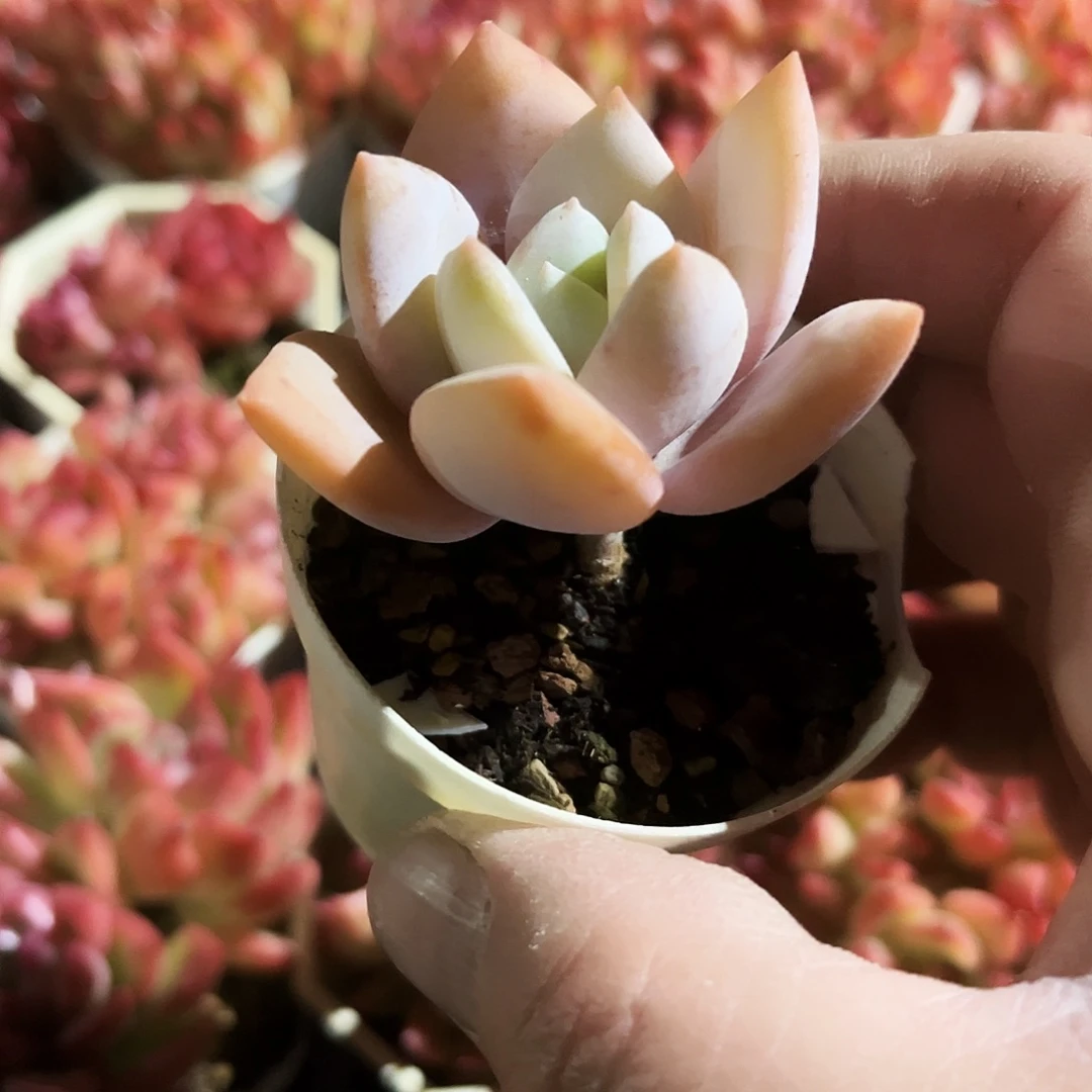 多***诺172多肉植物提取萃取剂中