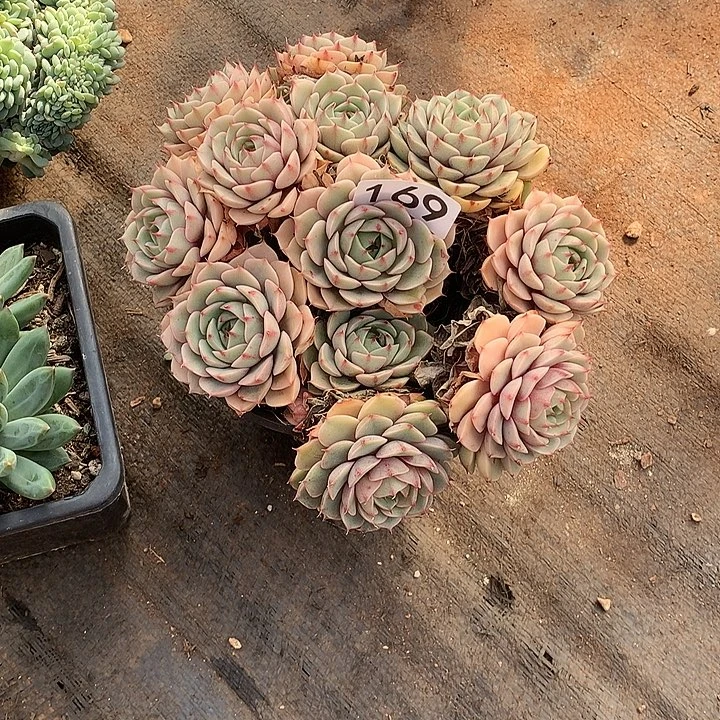 169笨巴蒂斯 一物一拍多肉