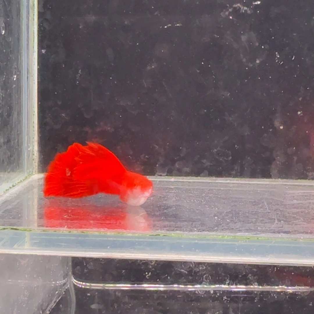 孔雀鱼血红缎带1对