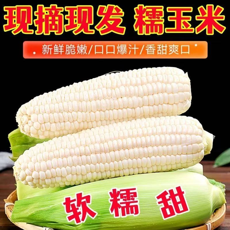 【农家直发】当季新鲜现摘粘糯白玉米农家软糯粘大棒带皮单根400g+