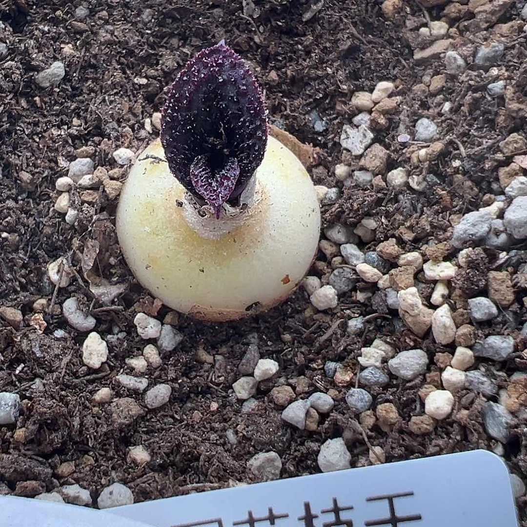 135号紫镜11.3多肉