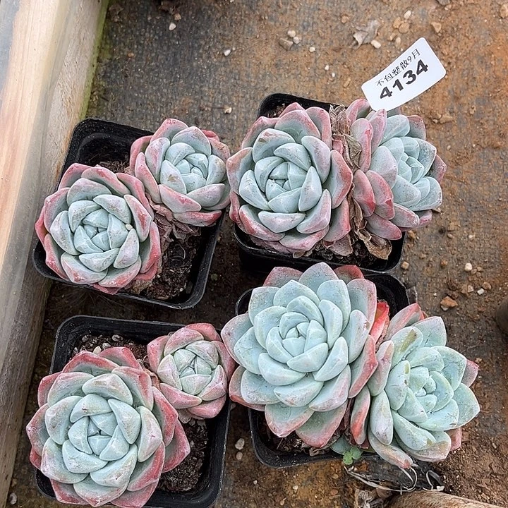 阿雅园艺。          4134