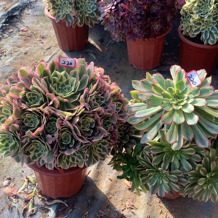 不包损220号沙皇白凤老桩