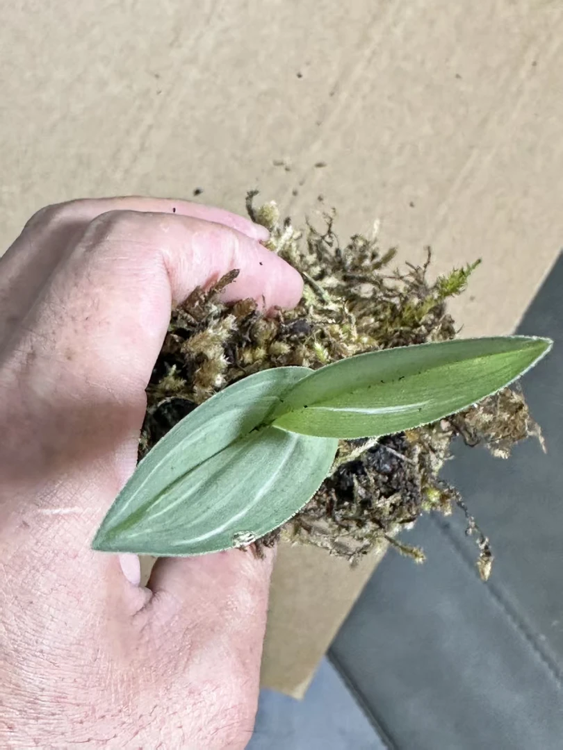 精品花卉绿植下单以实物为准