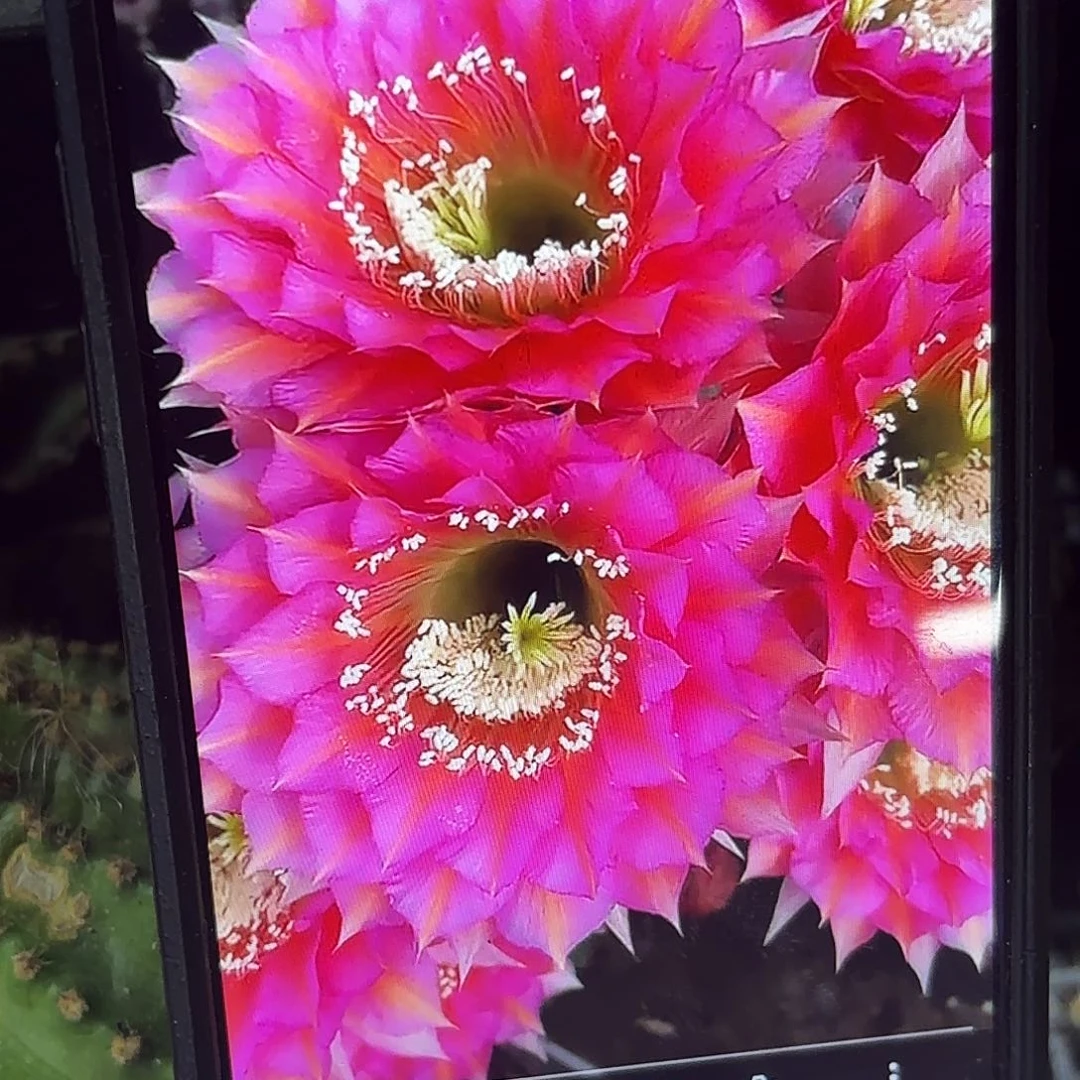 夜叉牡丹彩侧牙20包邮仙人球6