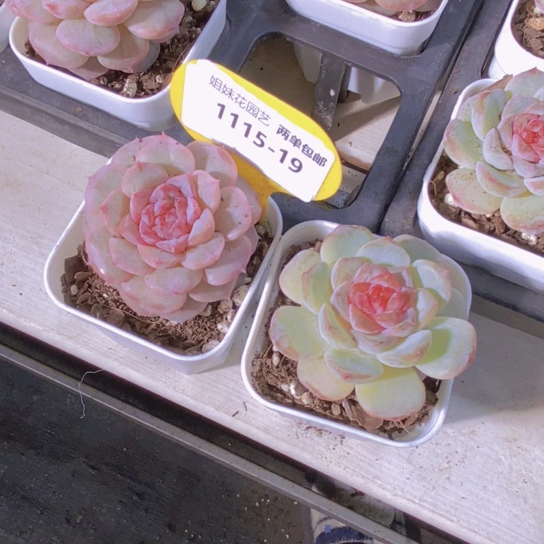 1115-19-精品葡萄珍妮➕粉甜心