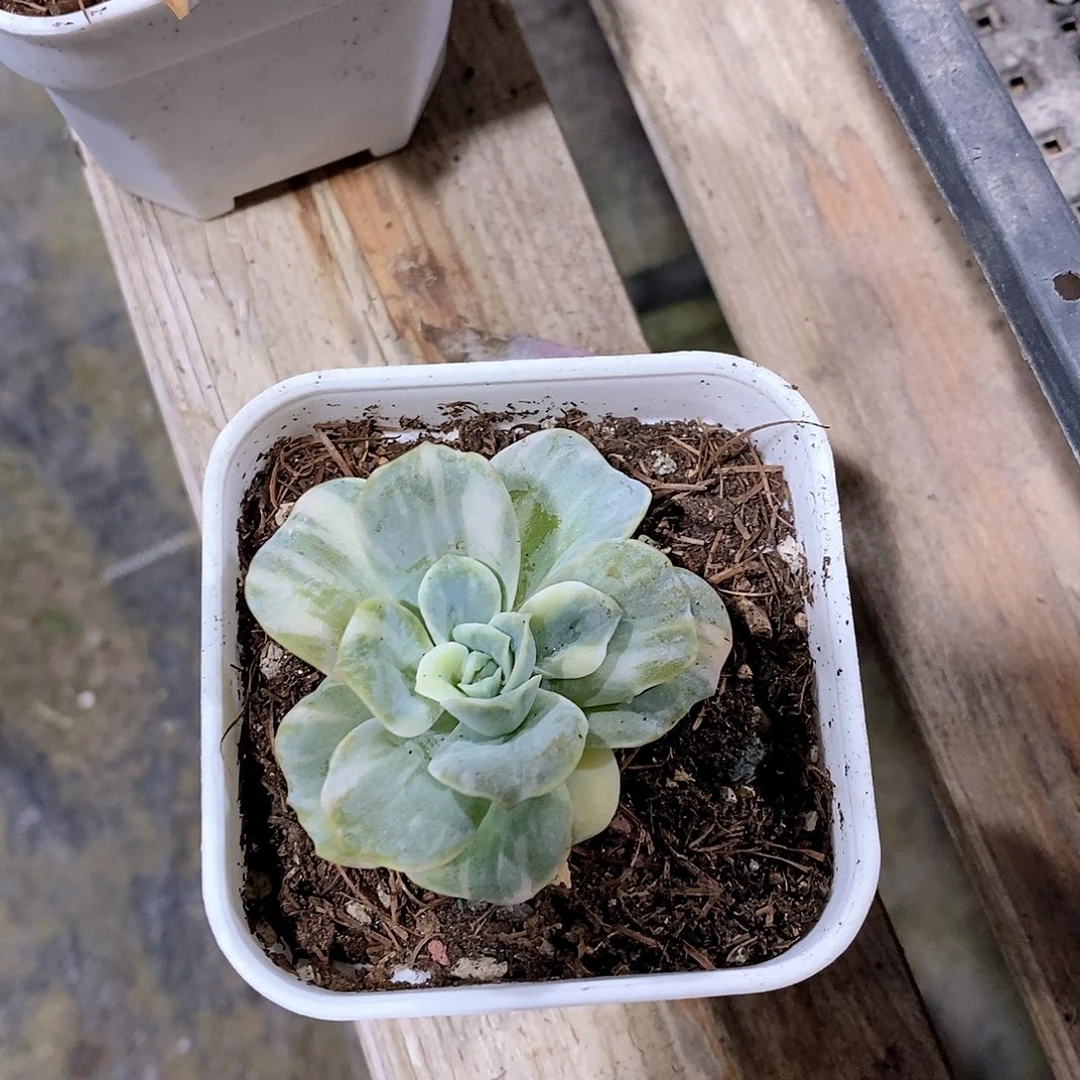 可爱玫瑰锦多肉植物