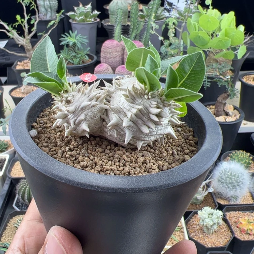 惠比须笑一物一拍默认脱土发