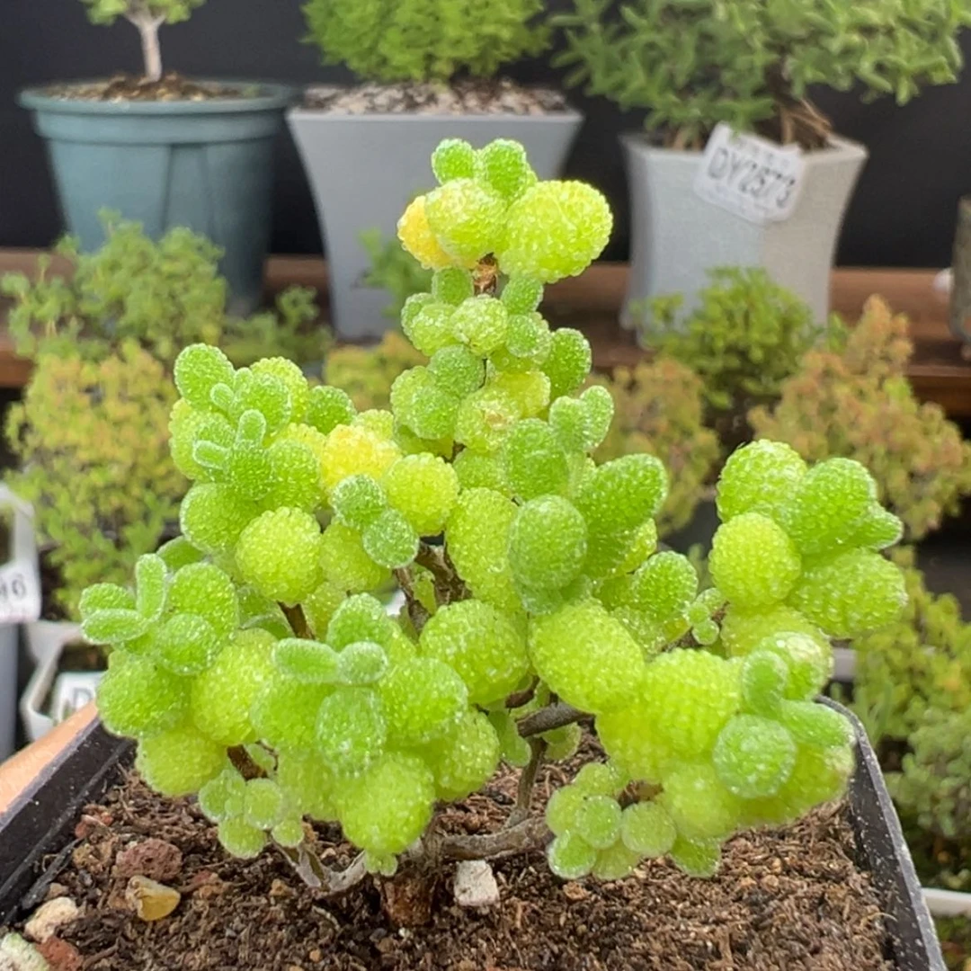 【闪购商品】苍**泽dy2599金桔糖球
