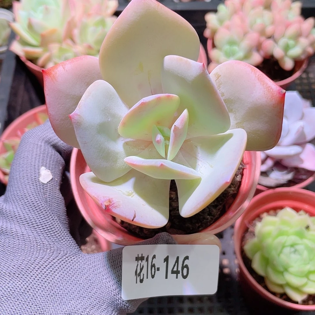 花利美16-146白凤
