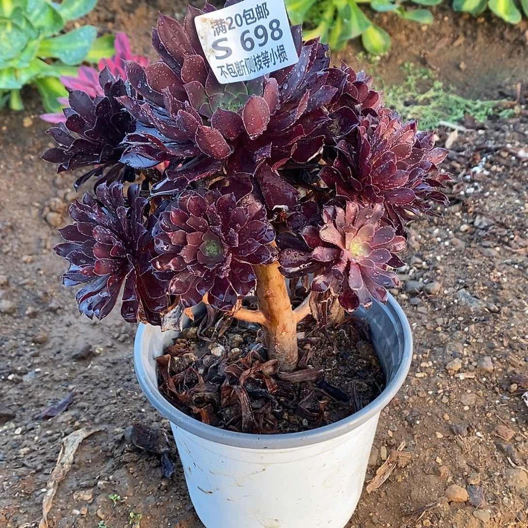 698黑铜壶多肉老桩