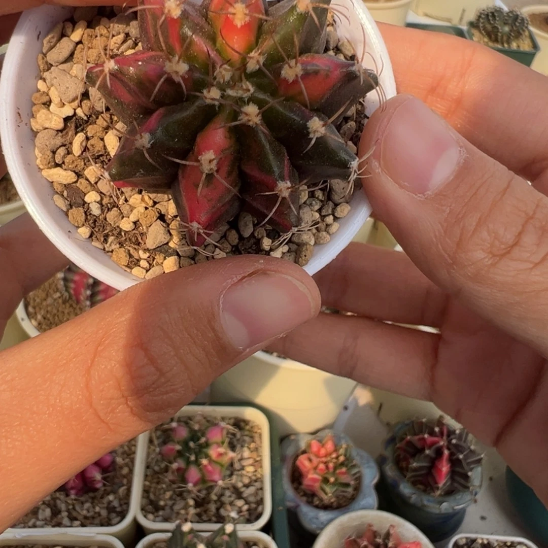 248 好看的米哈冲冲冲