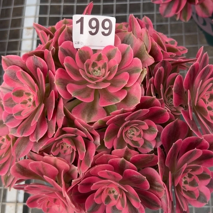 199女巫23厘米左右