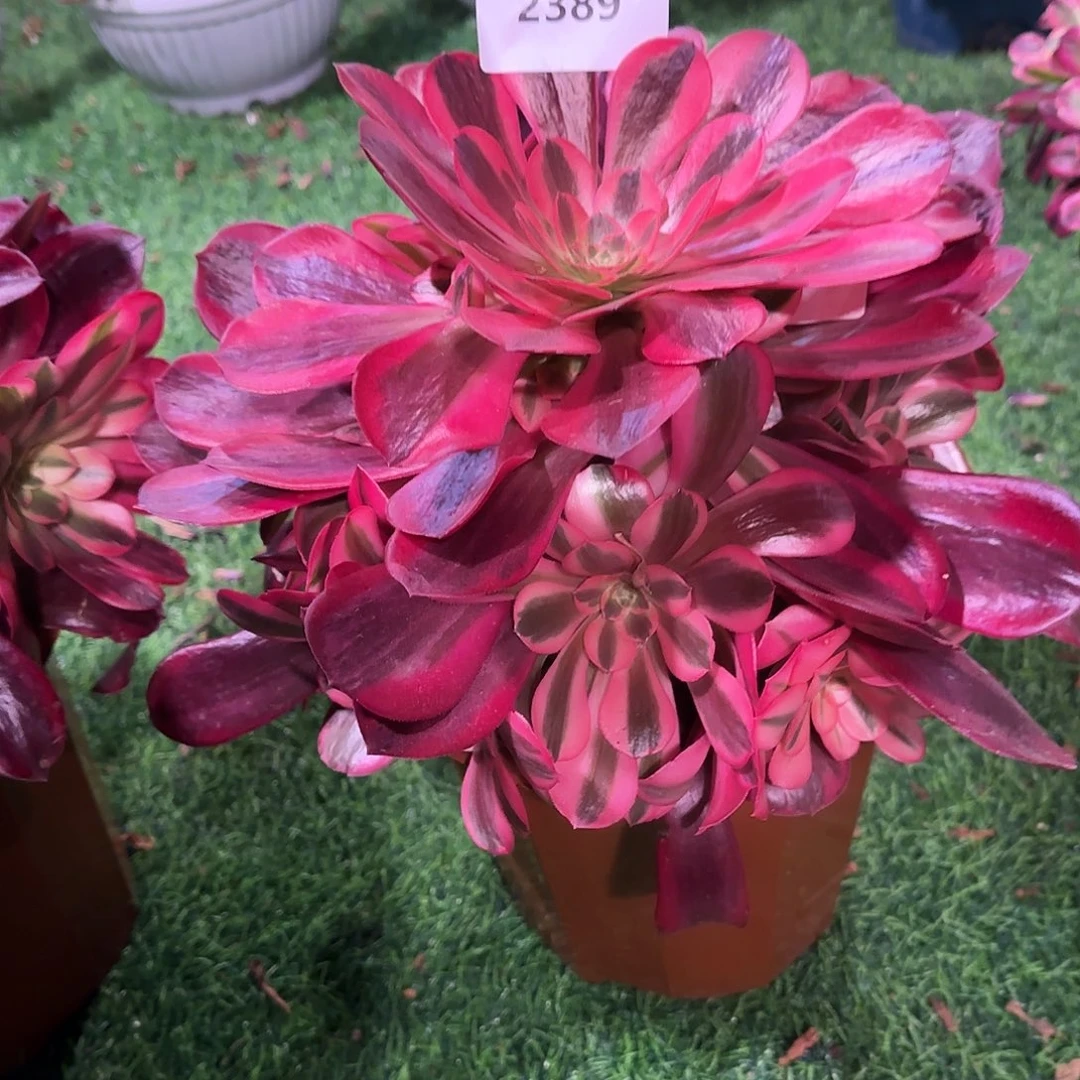 初*多肉植物美杜莎2389