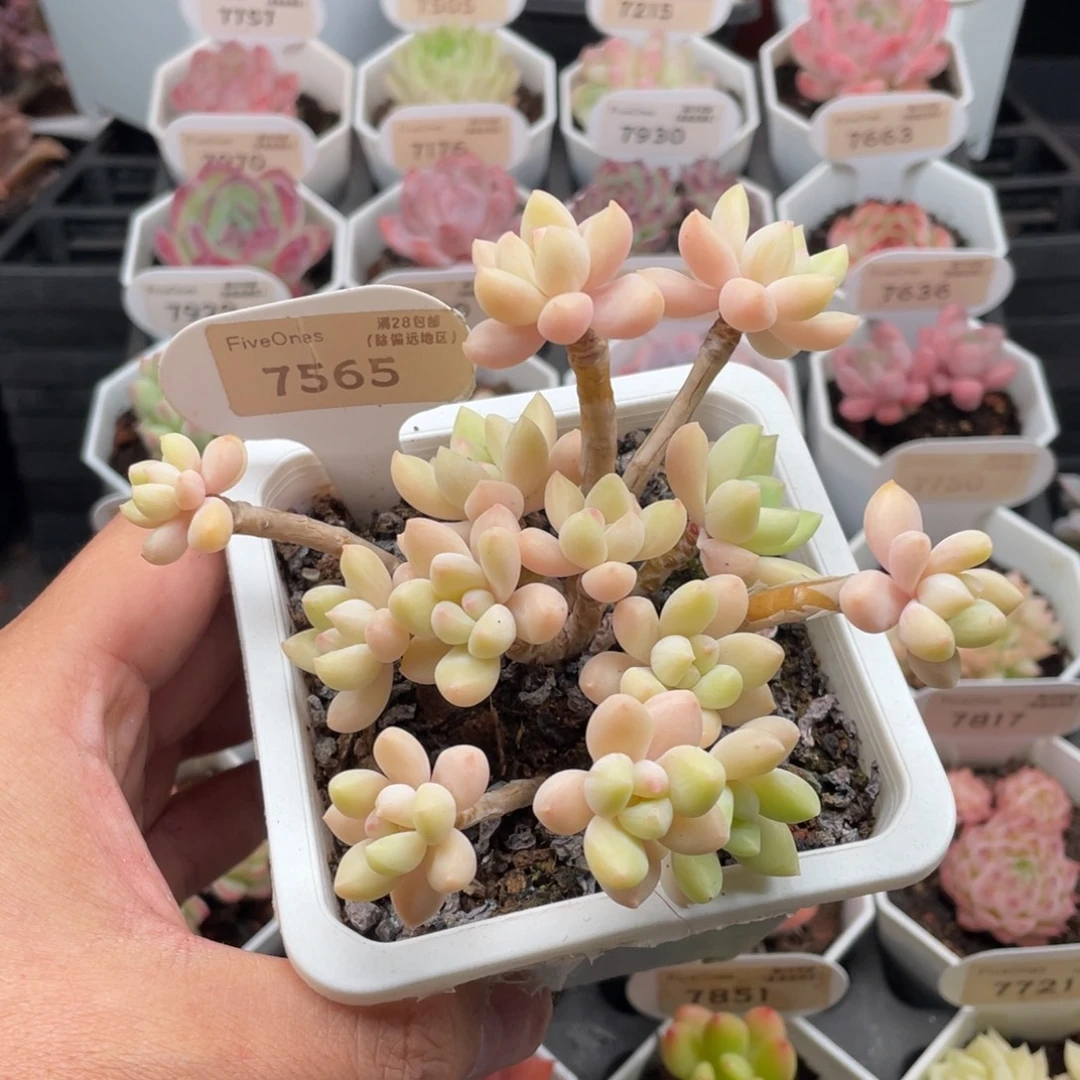奶酪蛋糕7565-11.5厘米