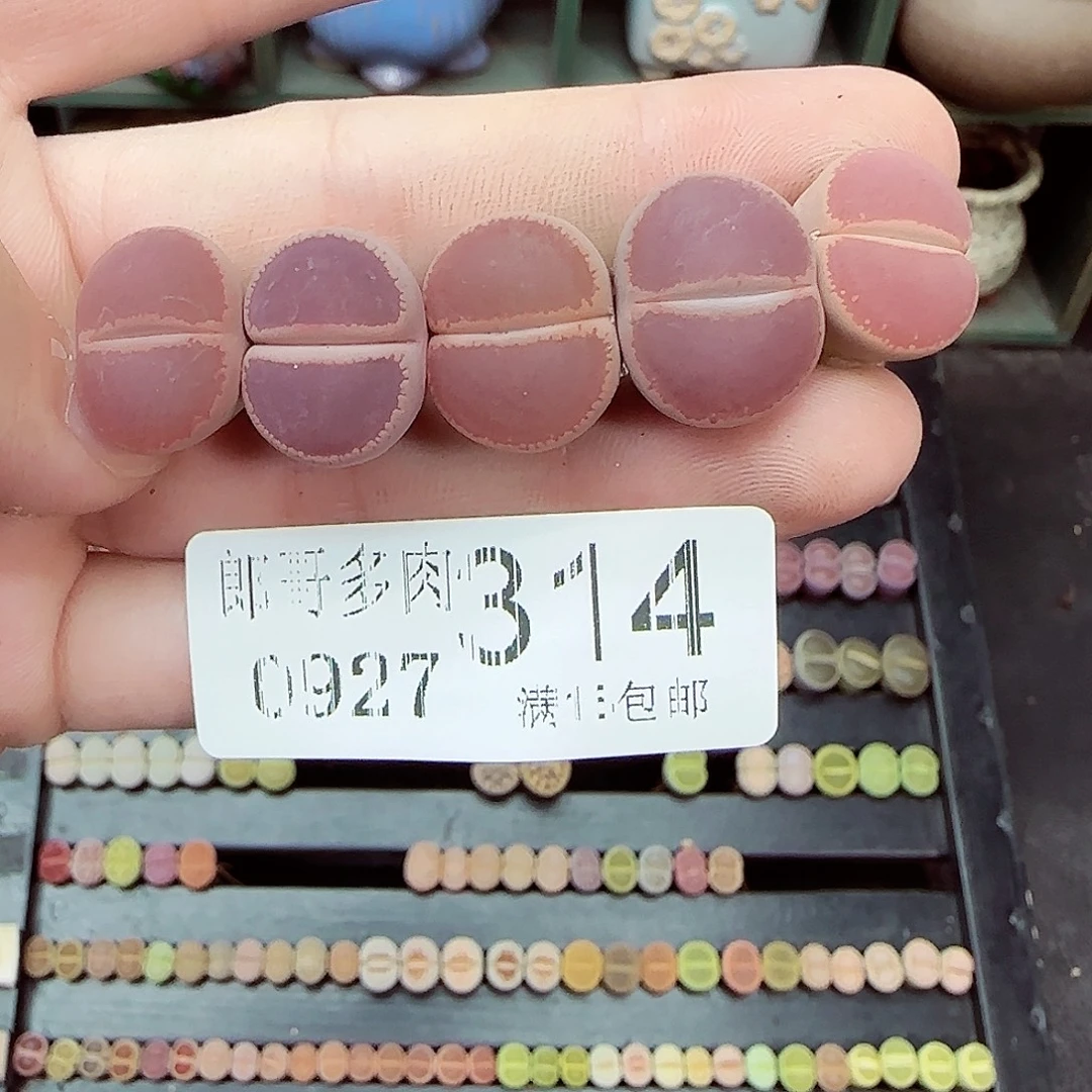 满满18包邮0927-314