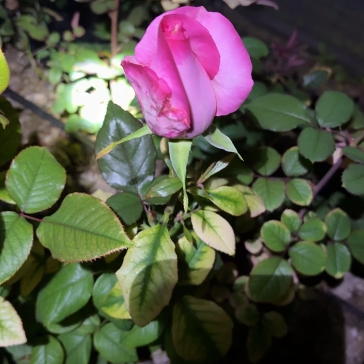 无花朵帕亚尔小苗