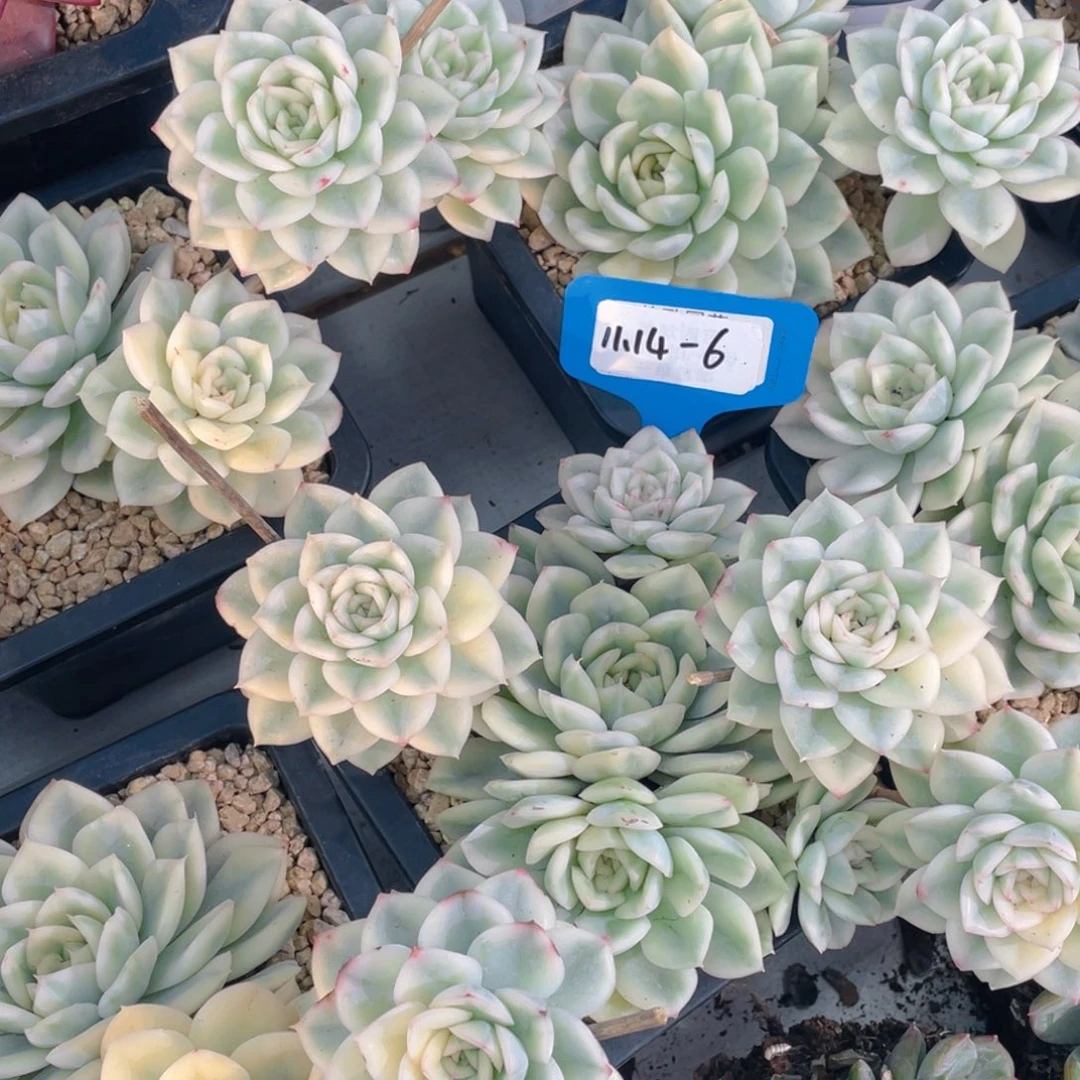 1114-6-开播福利飘枝月亮仙子锦群生一颗