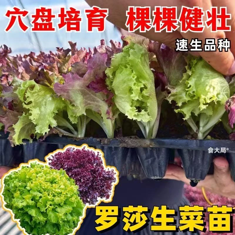 速生罗莎生菜苗耐寒活苗大速生菜秋冬季蔬菜苗子四季盆栽罗马生菜