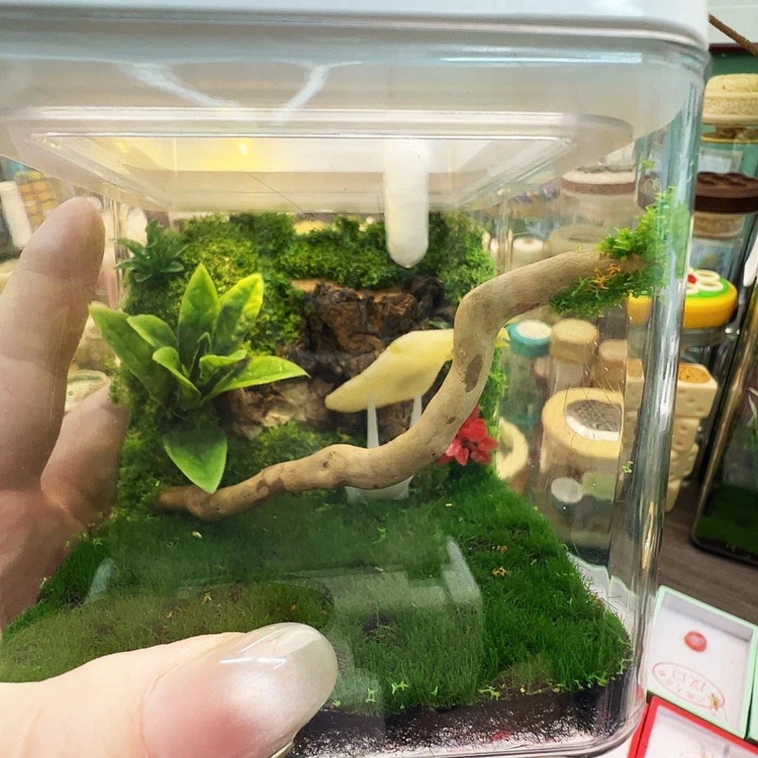 生态箱➕蓝精灵一个