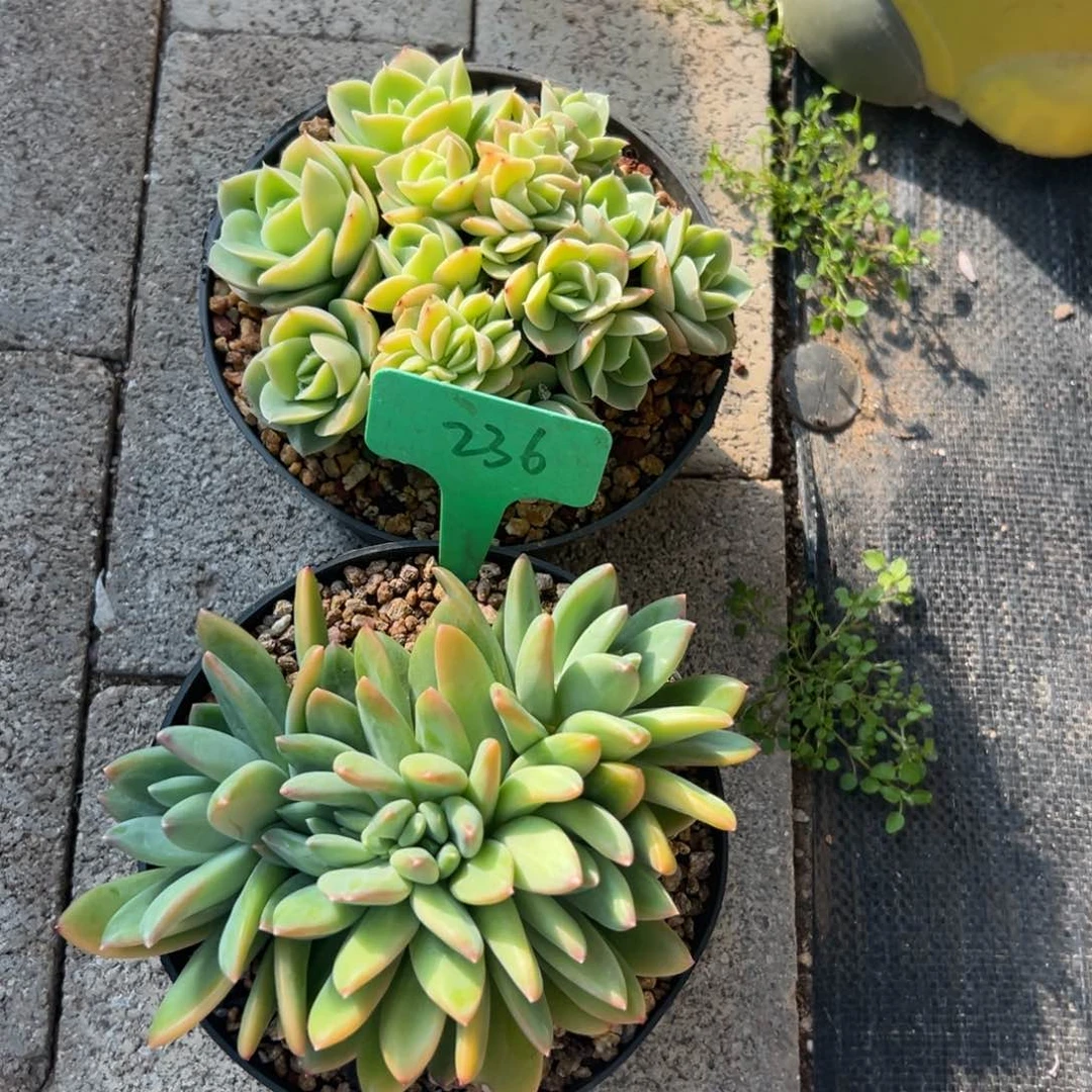 早***阳多肉植物一物一拍